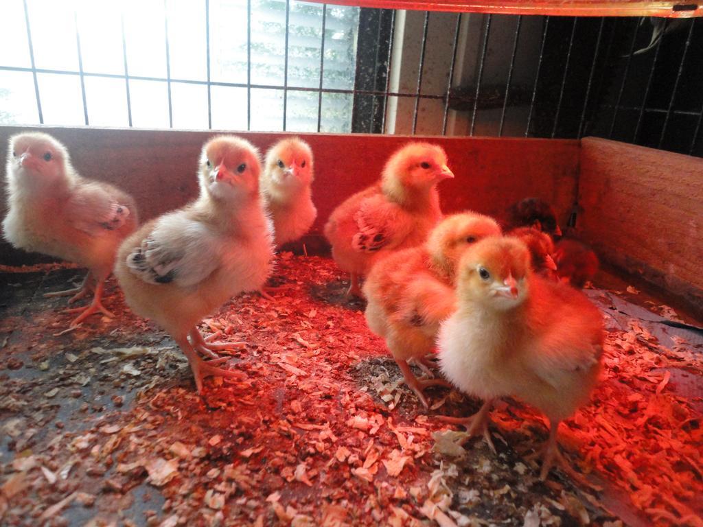 Willow Court Farm The Lodge & Petting Farm, 8 Mins From Legoland & Windsor, 15 Mins From Lapland Uk Экстерьер фото