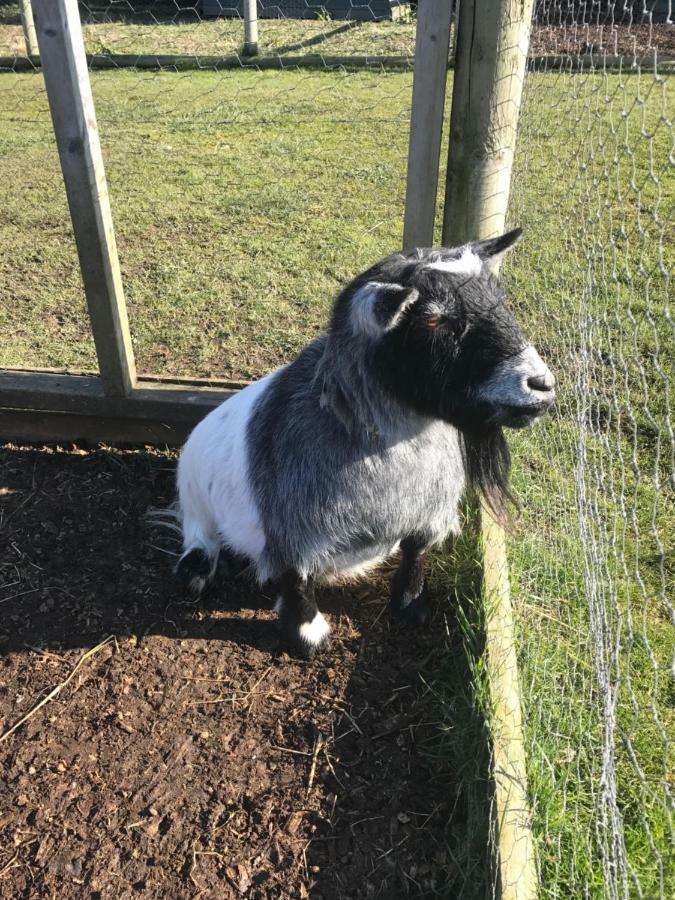 Willow Court Farm The Lodge & Petting Farm, 8 Mins From Legoland & Windsor, 15 Mins From Lapland Uk Экстерьер фото