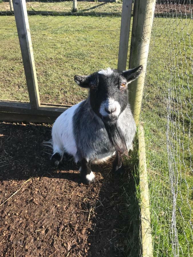 Willow Court Farm The Lodge & Petting Farm, 8 Mins From Legoland & Windsor, 15 Mins From Lapland Uk Экстерьер фото