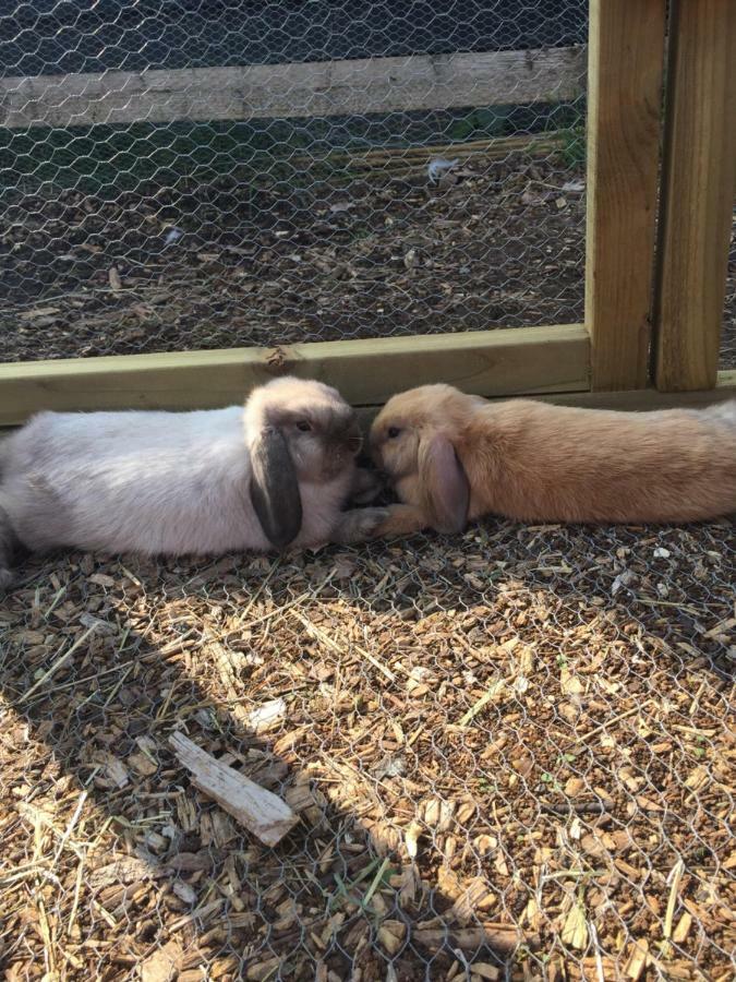 Willow Court Farm The Lodge & Petting Farm, 8 Mins From Legoland & Windsor, 15 Mins From Lapland Uk Экстерьер фото